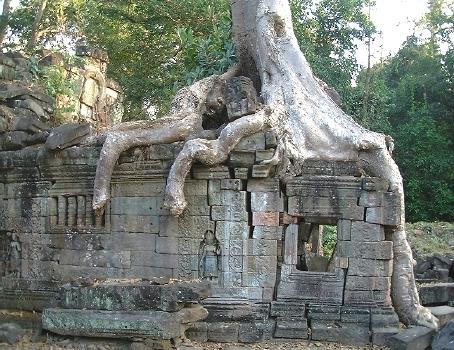 Nature doing its thing, Preah Khan
