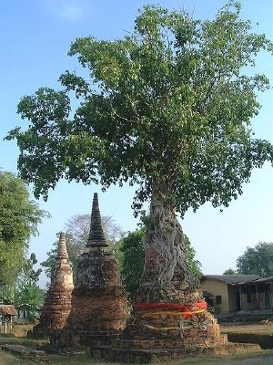 Wat Naphramera - a tree growing right on top of a stupa