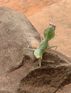 A praying mantis [we THINK!], relaxing on a rock at Banteay Srei.